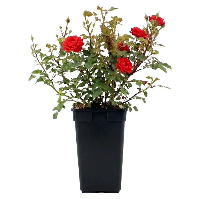 Piardino Bodendeckerrose - Sonnig, Stark duftend - Rosenpflanze mit roten Blüten und grünen Blättern in einem schwarzen Topf.