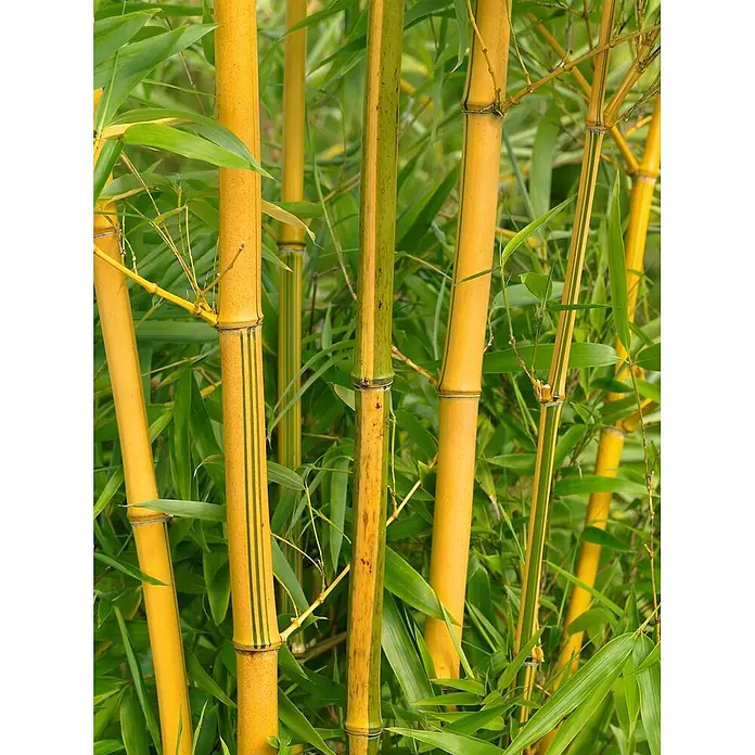 Pflanzen für dich Riesenbambus 100-150 cm - Phyllostachys vivax 'Aureocaulis', 100 cm - 150 cm - Gelbe Bambusstämme mit grünen Streifen und üppigen grünen Blättern.