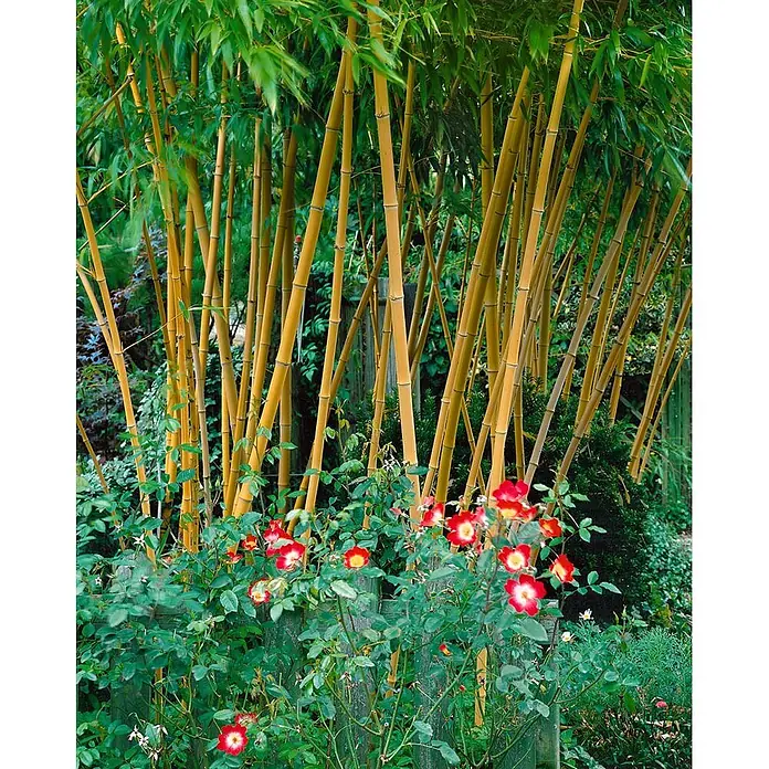 Pflanzen für dich Riesenbambus 100-150 cm - Phyllostachys vivax 'Aureocaulis', 100 cm - 150 cm - Goldene Bambusstämme und rote Rosen mit weißen Zentren in einem üppigen Garten.