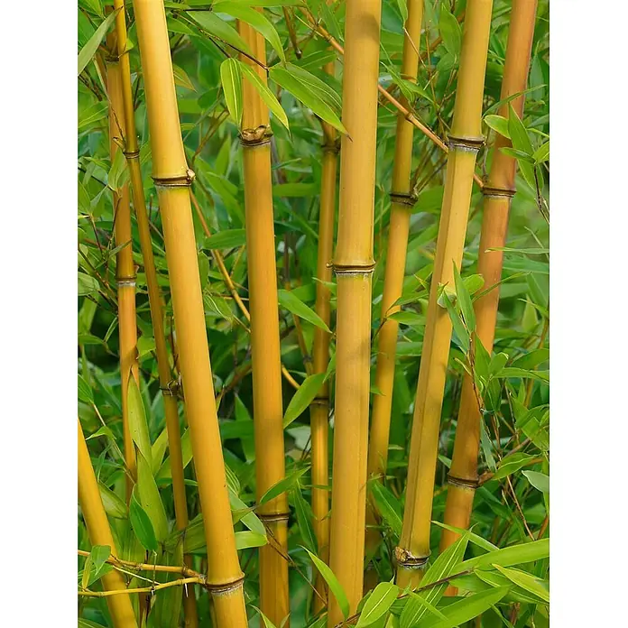 Pflanzen für dich Riesenbambus 100-150 cm - Phyllostachys vivax 'Aureocaulis', 100 cm - 150 cm - Nahaufnahme leuchtend goldener Bambusstämme mit üppigem grünem Laub.