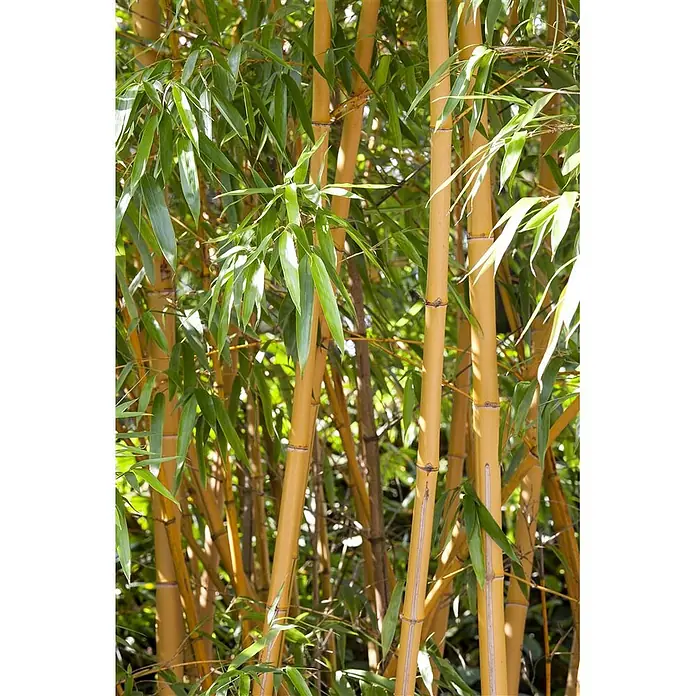 Pflanzen für dich Riesenbambus 100-150 cm - Phyllostachys vivax 'Aureocaulis', 100 cm - 150 cm - Üppige goldene Bambusstämme mit leuchtend grünen Blättern.