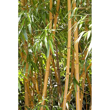 Pflanzen für dich  Riesenbambus 100-150 cm