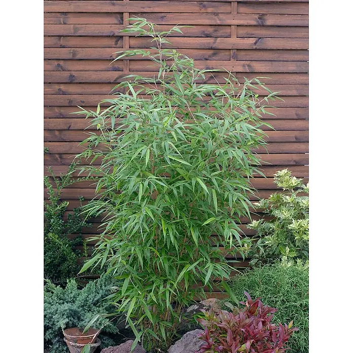 Pflanzen für dich Riesenbambus 100-150 cm - Phyllostachys vivax 'Aureocaulis', 100 cm - 150 cm - Üppige grüne Bambuspflanze mit schlanken Stämmen und dichtem Laub, aufrecht im Garten wachsend.