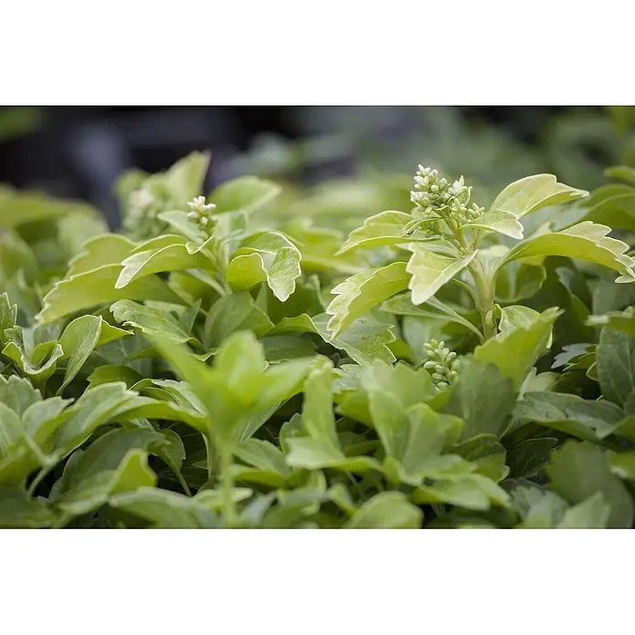 Pflanzen für dich Dickmännchen Dickmännchen - Pachysandra terminalis 'Compacta', Weiß - Üppige grüne Pflanzen mit hellgrünen Blättern und kleinen weißen Blütenknospen.