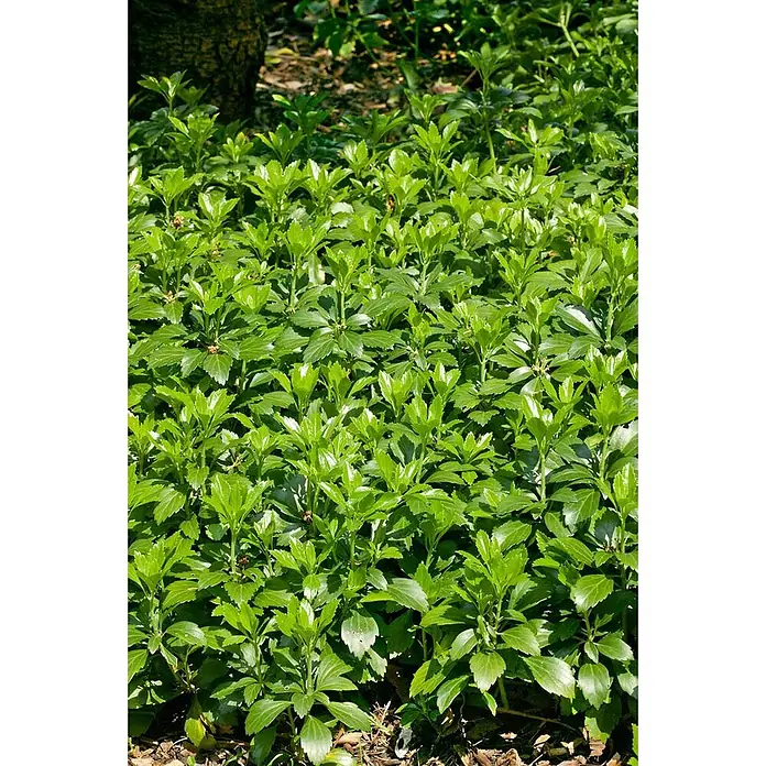 Pflanzen für dich Dickmännchen Dickmännchen - Pachysandra terminalis 'Compacta', Weiß - Üppige grüne Bodendeckerpflanzen mit kleinen, glänzenden Blättern, die einen dichten Teppich bilden.