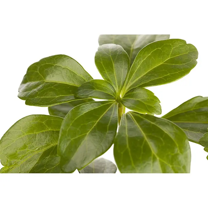 Pflanzen für dich Dickmännchen Dickmännchen - Pachysandra terminalis 'Compacta', Weiß - Nahaufnahme einer leuchtend grünen Pflanze mit breiten, glänzenden Blättern und ausgeprägten Adern.