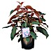 Piardino Hortensie - Fellhortensie 