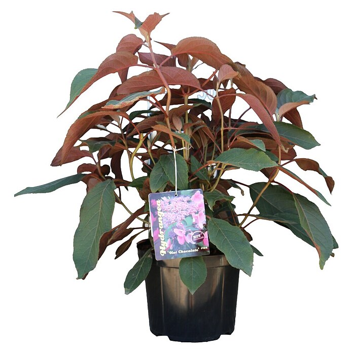Piardino Hortensie - Fellhortensie (Hydrangea aspera 'Hot Chocolate', Topfvolumen: 5 l) | BAUHAUS