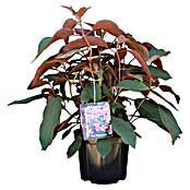 Piardino Hortensie - Fellhortensie (Hydrangea aspera 'Hot Chocolate', Topfvolumen: 5 l) | BAUHAUS