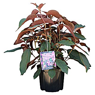 Piardino Hortensie - Fellhortensie (Hydrangea aspera 'Hot Chocolate', Topfvolumen: 5 l)