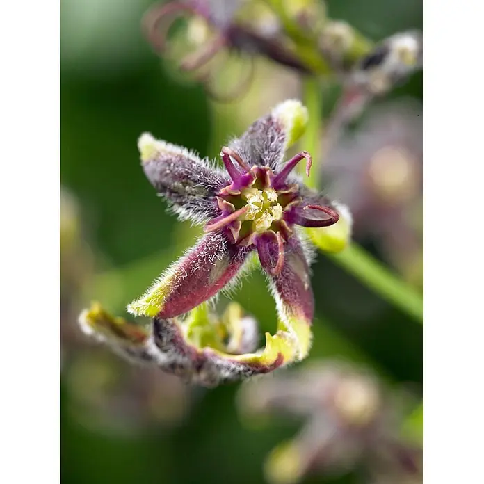 Pflanzen für dich Sternjasmin 60-100 cm - Periploca graeca, Aktuelle Wuchshöhe: 60 cm - 100 cm, Violett - Nahaufnahme einer pelzigen, sternförmigen lila-gelben Blume mit gekräuselten Blütenblättern.