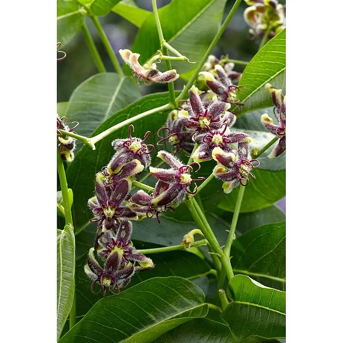 Pflanzen für dich Sternjasmin 60-100 cm - Periploca graeca, Aktuelle Wuchshöhe: 60 cm - 100 cm, Violett - Gruppe einzigartiger, sternförmiger, flaumiger Blüten mit dunkelvioletten Blütenblättern und hellgrünen Spitzen.