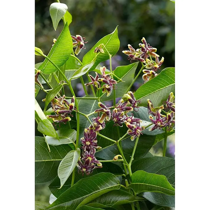 Pflanzen für dich Sternjasmin 60-100 cm - Periploca graeca, Aktuelle Wuchshöhe: 60 cm - 100 cm, Violett - Grüne Pflanze mit großen Blättern und Büscheln einzigartiger dunkelvioletter und gelber sternförmiger Blüten.