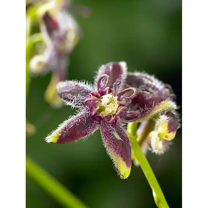 Pflanzen für dich Sternjasmin 60-100 cm - Periploca graeca, Aktuelle Wuchshöhe: 60 cm - 100 cm, Violett - Ungewöhnliche, behaarte lila-gelbe Blume mit gekräuselten Blütenblättern und pelziger Textur.