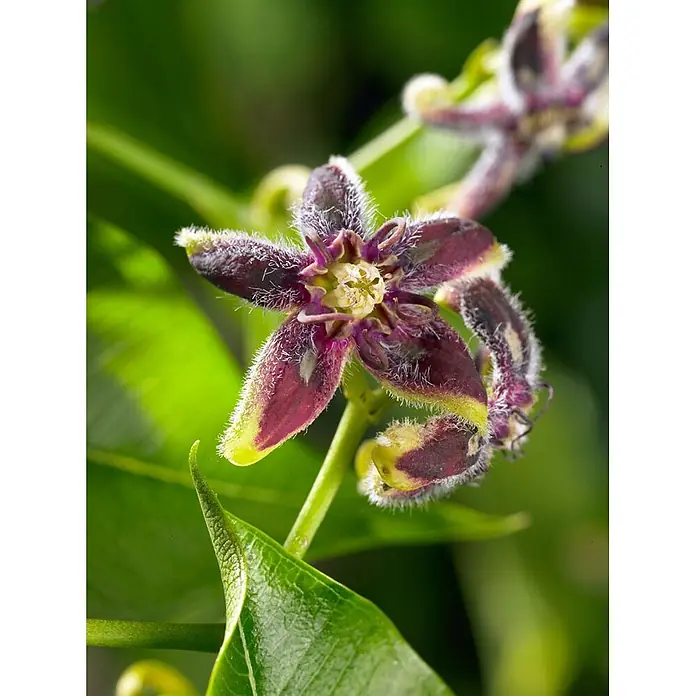 Pflanzen für dich Sternjasmin 60-100 cm - Periploca graeca, Aktuelle Wuchshöhe: 60 cm - 100 cm, Violett - Fünfblättrige dunkelviolette Blüte mit flauschigen weißen Haaren und gelben Blütenblattspitzen.