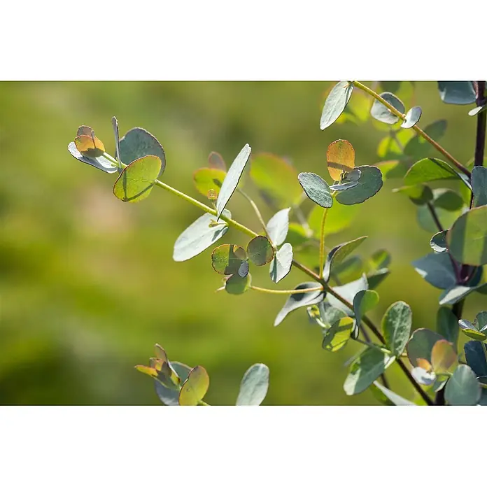 Pflanzen für dich Eukalyptus 40-60 cm - Eucalyptus cinerea 'Silver Dollar' - Stängel mit runden, wachsartigen Blättern in Grün-, Blaugrün- und Rotbrauntönen.