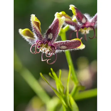Pflanzen für dich  Sternjasmin 60-100 cm