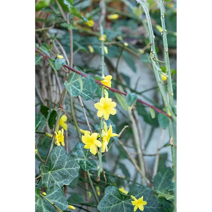 Pflanzen für dich Sternjasmin 150-200 cm, 5 Liter - Jasminum nudiflorum, Topfvolumen: 5 l, Aktuelle Wuchshöhe: 150 cm - 200 cm, Gelb - Sternförmige gelbe Blüten und dunkelgrüne Efeublätter mit Wassertropfen.