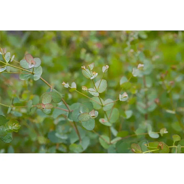 Pflanzen für dich Eukalyptus 40-60 cm - Eucalyptus cinerea 'Silver Dollar' - Nahaufnahme von jungen, runden, blaugrünen Blättern und rötlichen Stielen mit frischem, hellrosa Neuaustrieb.