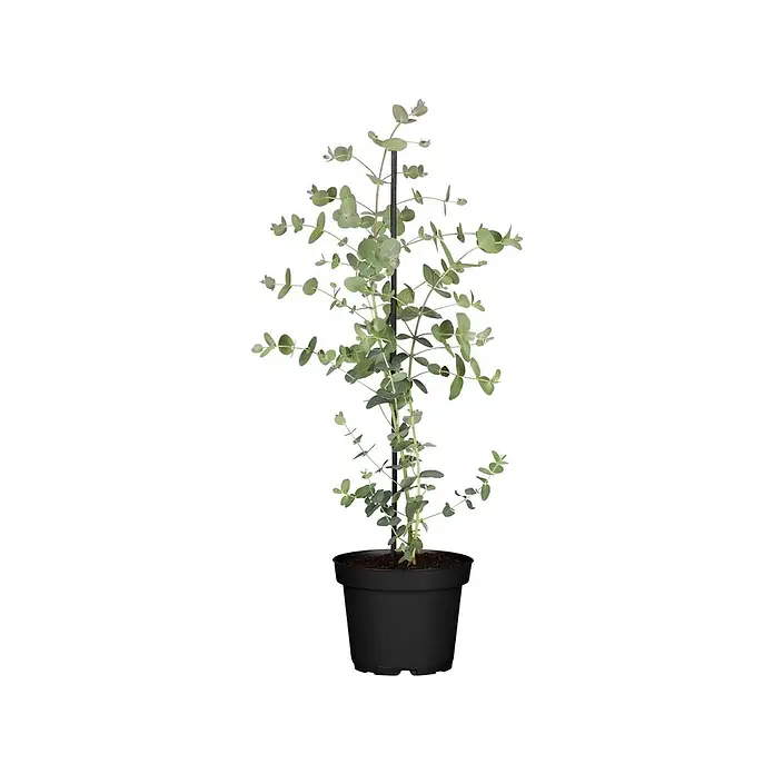 Pflanzen für dich Eukalyptus 40-60 cm - Eucalyptus cinerea 'Silver Dollar' - Eine schlanke Eukalyptuspflanze mit silbrig-grünen Blättern, gestützt von einem schwarzen Stab, in einem runden schwarzen Topf mit dunkler Erde.