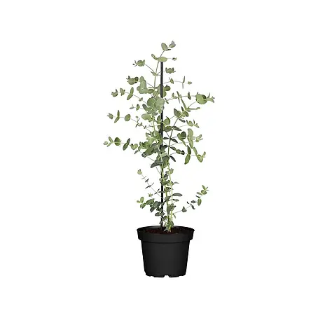 Pflanzen für dich  Eukalyptus 40-60 cm