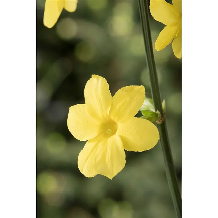 Pflanzen für dich Sternjasmin 150-200 cm, 5 Liter - Jasminum nudiflorum, Topfvolumen: 5 l, Aktuelle Wuchshöhe: 150 cm - 200 cm, Gelb - Leuchtend gelbe fünfblättrige Blume an grünem Stiel.