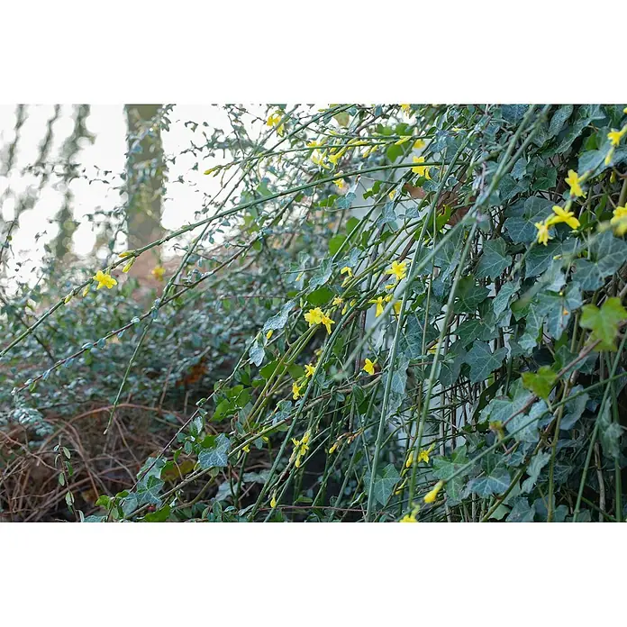 Pflanzen für dich Sternjasmin 150-200 cm, 5 Liter - Jasminum nudiflorum, Topfvolumen: 5 l, Aktuelle Wuchshöhe: 150 cm - 200 cm, Gelb - Leuchtend gelbe Winterjasminblüten an überhängenden grünen Stängeln, die sich mit dunkelgrünen Efeublättern verschlingen.