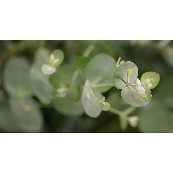 Pflanzen für dich Eukalyptus 40-60 cm - Eucalyptus cinerea 'Silver Dollar' - Zarte, runde hellgrüne Eukalyptusblätter an einem Zweig.