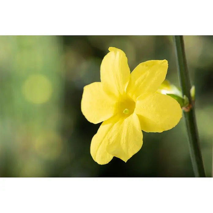 Pflanzen für dich Sternjasmin 150-200 cm, 5 Liter - Jasminum nudiflorum, Topfvolumen: 5 l, Aktuelle Wuchshöhe: 150 cm - 200 cm, Gelb - Helle gelbe Blume mit fünf Blütenblättern und einem grünen Zentrum.