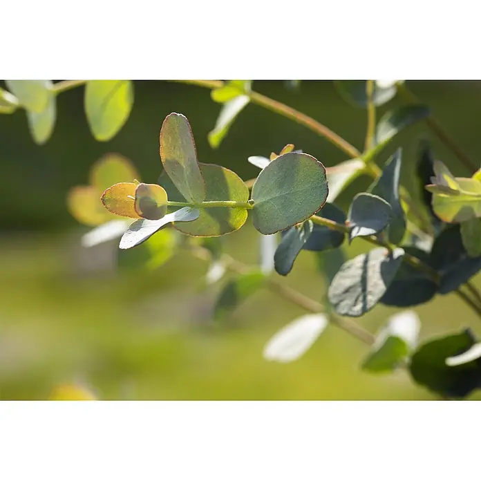 Pflanzen für dich Eukalyptus 40-60 cm - Eucalyptus cinerea 'Silver Dollar' - Nahaufnahme eines Pflanzenzweigs mit runden, grünen Blättern, teils mit rötlichen Rändern.