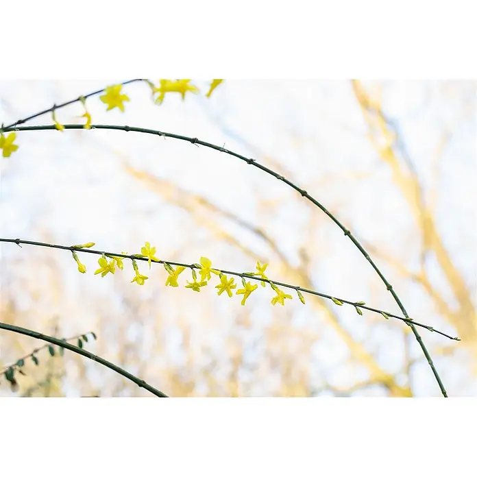 Pflanzen für dich Sternjasmin 150-200 cm, 5 Liter - Jasminum nudiflorum, Topfvolumen: 5 l, Aktuelle Wuchshöhe: 150 cm - 200 cm, Gelb - Blühende gelbe Blumen an grünen Ästen.
