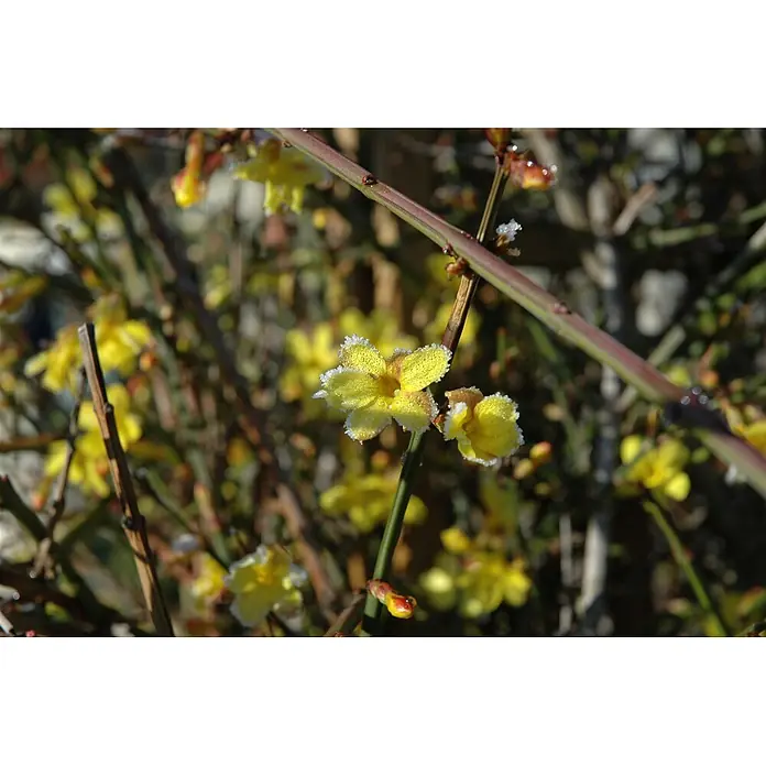 Pflanzen für dich Sternjasmin 150-200 cm, 5 Liter - Jasminum nudiflorum, Topfvolumen: 5 l, Aktuelle Wuchshöhe: 150 cm - 200 cm, Gelb - Nahaufnahme leuchtend gelber Blüten mit zartem weißem Raureif an den Blütenblatträndern, an einer Pflanze blühend.