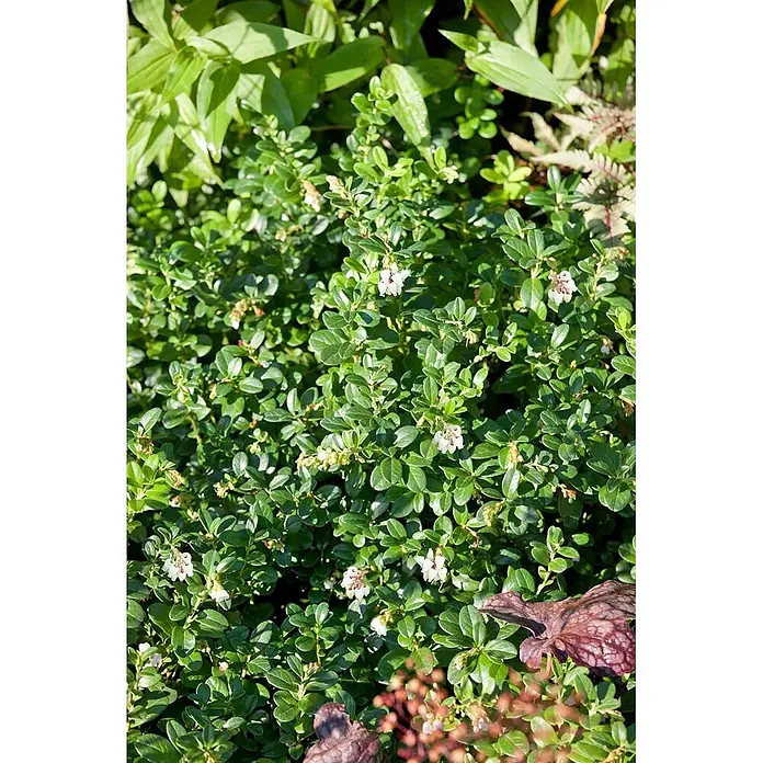 Pflanzen für dich Rote Teppichbeere 20-25 cm - Arctostaphylos uva-ursi, Rosa - Nahaufnahme einer grünen Blütenpflanze mit kleinen, glänzenden Blättern und weißen, glockenförmigen Blüten.