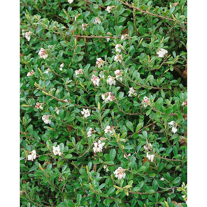 Pflanzen für dich Rote Teppichbeere 20-25 cm - Arctostaphylos uva-ursi, Rosa - Dichter immergrüner Strauch mit kleinen, glänzenden grünen Blättern und Trauben glockenförmiger weißer Blüten mit rosa Akzenten.
