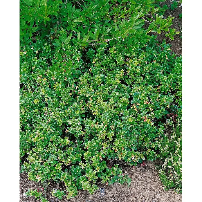 Pflanzen für dich Rote Teppichbeere 20-25 cm - Arctostaphylos uva-ursi, Rosa - Eine niedrig wachsende Pflanze mit kleinen grünen Blättern, weißen glockenförmigen Blüten und kleinen roten Beeren.