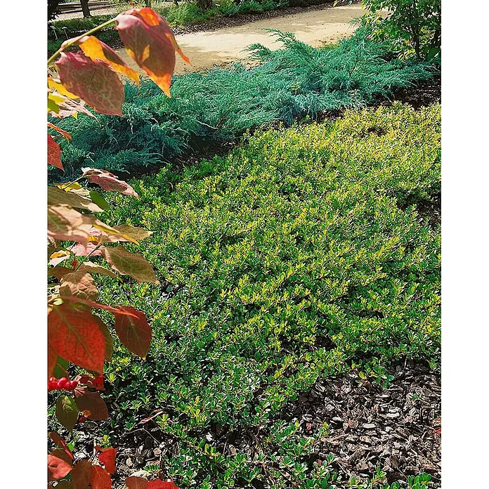 Pflanzen für dich Rote Teppichbeere 20-25 cm - Arctostaphylos uva-ursi, Rosa - Üppiger grüner Bodendecker, umgeben von blaugrünen Nadelgehölzen und rötlichem Laub, in einer Gartenanlage.