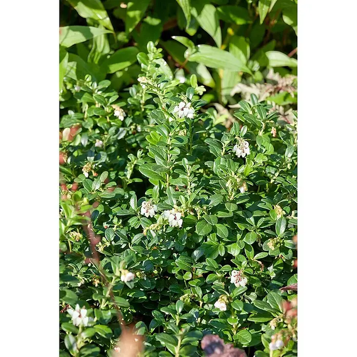 Pflanzen für dich Rote Teppichbeere 20-25 cm - Arctostaphylos uva-ursi, Rosa - Üppiger grüner Preiselbeerstrauch mit kleinen, glänzenden Blättern und zarten weißen, glockenförmigen Blüten.