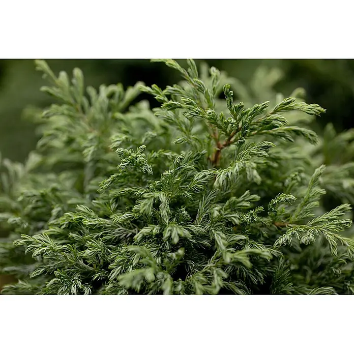Pflanzen für dich Blaue Scheinzypresse 20-30 cm - Chamaecyparis pisifera 'Boulevard', Aktuelle Wuchshöhe: 20 cm - 30 cm - Nahaufnahme einer dichten grünen Pflanze mit texturiertem, nadelartigem Laub.