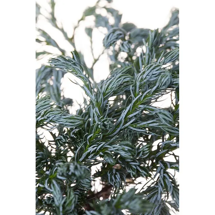 Pflanzen für dich Blaue Scheinzypresse 20-30 cm - Chamaecyparis pisifera 'Boulevard', Aktuelle Wuchshöhe: 20 cm - 30 cm - Dichtes grünes Laub mit zarten silbern gestreiften Nadelblättern.