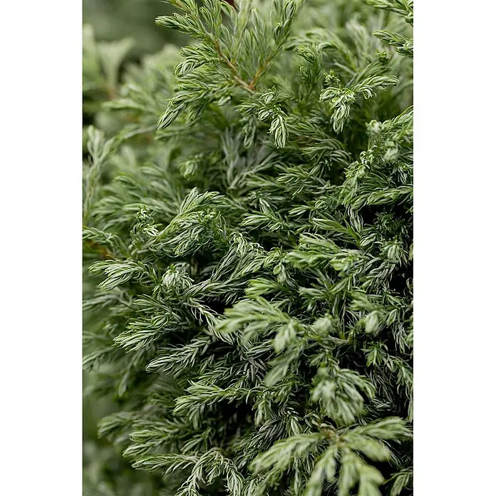 Pflanzen für dich Blaue Scheinzypresse 20-30 cm - Chamaecyparis pisifera 'Boulevard', Aktuelle Wuchshöhe: 20 cm - 30 cm - Dichtes, federartiges grünes Laub einer Nadelpflanze mit verschiedenen Grüntönen und Textur.