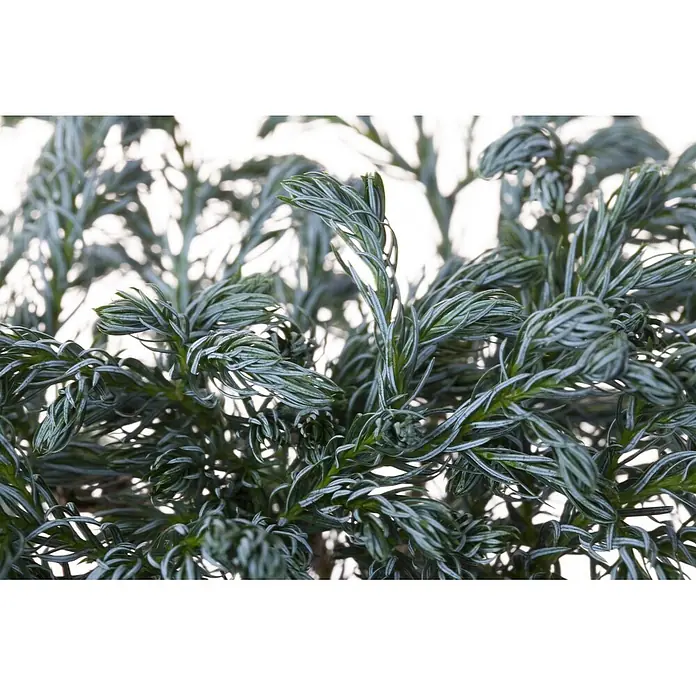Pflanzen für dich Blaue Scheinzypresse 20-30 cm - Chamaecyparis pisifera 'Boulevard', Aktuelle Wuchshöhe: 20 cm - 30 cm - Dichtes, silbrig-blaues Nadelkleid einer immergrünen Konifere.