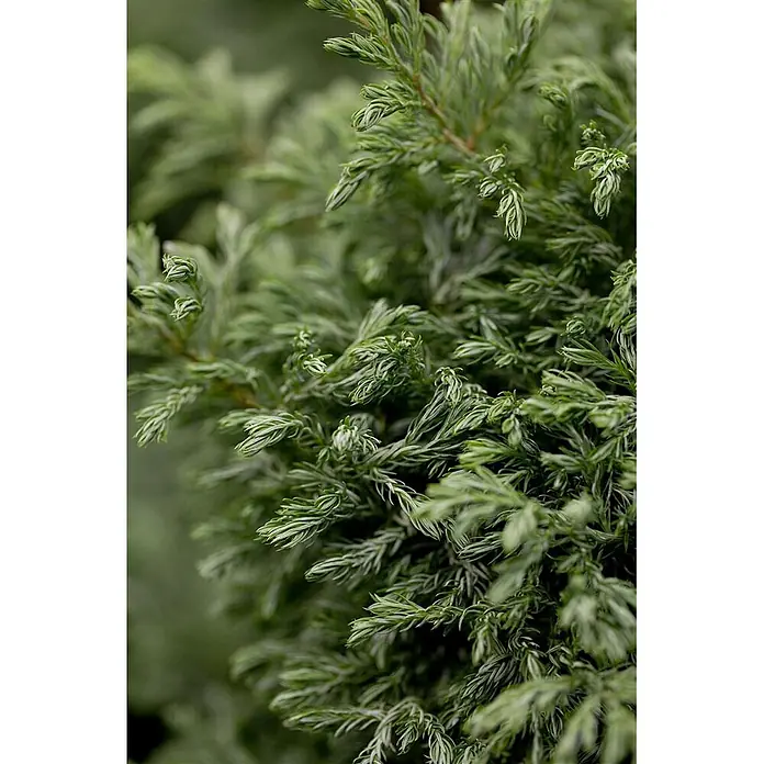 Pflanzen für dich Blaue Scheinzypresse 20-30 cm - Chamaecyparis pisifera 'Boulevard', Aktuelle Wuchshöhe: 20 cm - 30 cm - Nahaufnahme einer üppig grünen Konifere mit dichtem, federartigem Laub und helleren Spitzen.