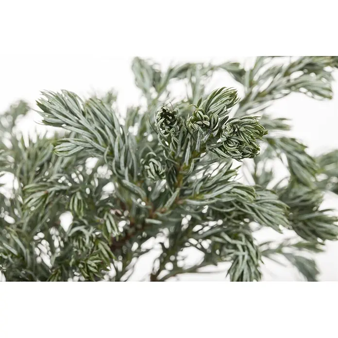 Pflanzen für dich Blaue Scheinzypresse 20-30 cm - Chamaecyparis pisifera 'Boulevard', Aktuelle Wuchshöhe: 20 cm - 30 cm - Nahaufnahme eines dichten, silbrig-grünen Nadelzweigs mit kurzen, spitzen Blättern und neuem, gekräuseltem Wuchs.