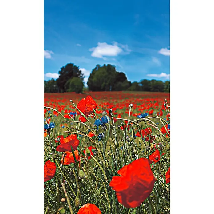 Marburg Smart Art Easy Fototapete Floral II - B x H: 159 mm x 270 cm, Vlies - Ein leuchtendes Mohnblumenfeld mit roten Blüten und blauen Kornblumen unter blauem Himmel mit Wolken, dahinter grüne Bäume.