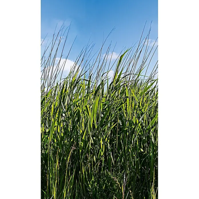 Marburg Smart Art Easy Fototapete Floral III - B x H: 159 mm x 270 cm, Vlies - Hohes grünes Gras und Schilf, hell beleuchtet, das sich einem blauen Himmel mit sanften Wolken entgegenstreckt.