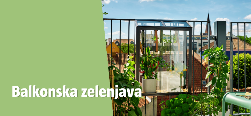 Balkonska zelenjava