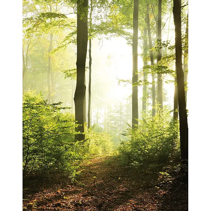 Marburg Smart Art Easy Fototapete Wald I - B x H: 212 x 270 cm, Vlies - Nebliger Waldweg, beleuchtet von Sonnenstrahlen durch grüne und herbstliche Bäume.