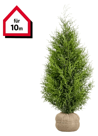 Piardino Lebensbaum Smaragd - 160 cm - 180 cm, Thuja occidentalis 'Smaragd',  20 Stk. online kaufen bei BAUHAUS