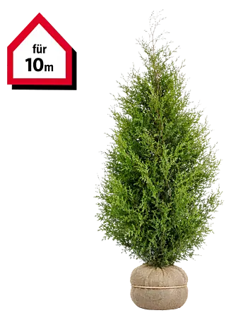 Piardino Lebensbaum Smaragd - 160 cm - 180 cm, Thuja occidentalis  'Smaragd', 20 Stk. online kaufen bei BAUHAUS