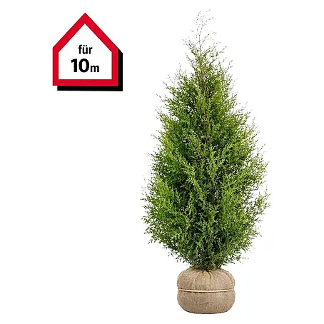 Piardino Lebensbaum Smaragd - 180 cm - 200 cm, Thuja occidentalis  'Smaragd', 20 Stk. online kaufen bei BAUHAUS